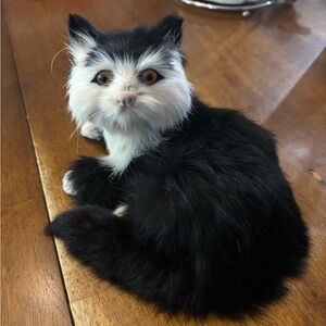 Vintage Real Rabbit Fur Kitten Cat Black And White 6” By 4” Laying Down Pounce
